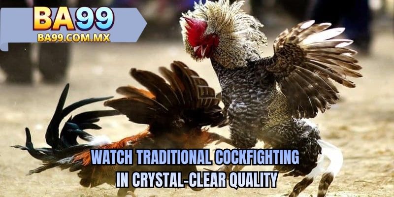 Watch traditional cockfighting in crystal-clear quality